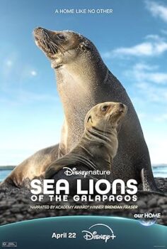 Galapagos’un Deniz Aslanları – Sea Lions of the Galapagos